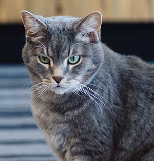 pet-hospital-longmont-Walter-the-Cat